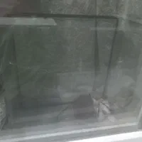 آکفاریوم‌ماهی