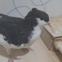 کبوتر کاکلی|پرنده|فرح دشت, |دیوار