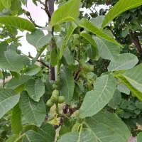 نهال گردوی محلی درجه یک|خدمات باغبانی و درختکاری|مراغه, |دیوار