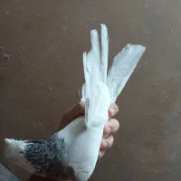 طوقی الماسی نر|حیوانات|همدان, |دیوار