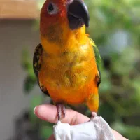 طوطی خورشیدی