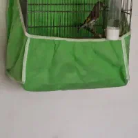 سهره کرمانی ماده 3 سال قفس 5 تخم صاف صاف اماده