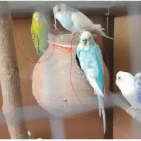 دو جفت مرغ عشق