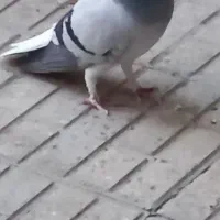 دمگیر نر خرقه|پرنده|اصفهان, پوریای ولی|دیوار