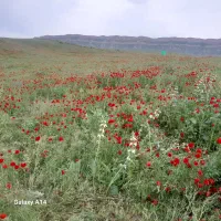 اجاره-زمین-جهت-کشت-زعفران