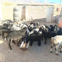 بره ماده سوز و ملحه