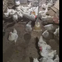 جوجه شراکتی دستگاه دارم