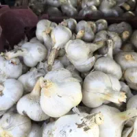 موسیر