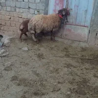 شیشک قوچ افشاری اصل