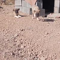 توله سگ بومی خوش رنگ|سگ|شهرضا, |دیوار