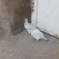 فروش دوتا جوجه  کرمونی و کرباتی کاکلی|پرنده|زاوه, |دیوار