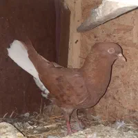 کفتر سرخ دمسفید ماده خوش رنگ معاوضه با..