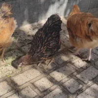 طاقچه ویاندوت وایت بوف جی اس جی|حیوانات مزرعه|مشهد, ویلاشهر|دیوار