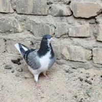 بدرنگ سبز کفتر|پرنده|شیراز, کرونی(خاتونک)|دیوار