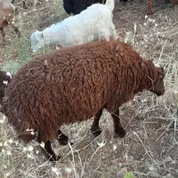 بره‌۲۰‌تا۳۰‌کیلو|حیوانات مزرعه|سنندج, |دیوار