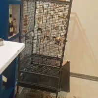 قفس پرنده کاسکو