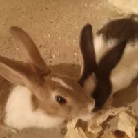 خرگوش ملوس زیبا