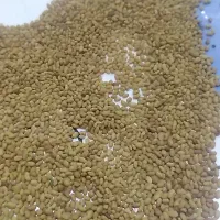 فروش بذر تضمینی بوجاری