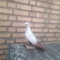 دوتا جوجه دم سرخ  نر یه دم سیاه ماده .وکوهی نر|پرنده|اندیمشک, |دیوار