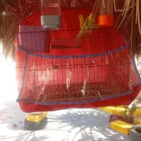 مرغ عشق|پرنده|بم, |دیوار