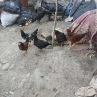 جوجه طبیعی
