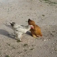 فروش خروس و مرغ برهما