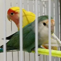 پرنده|تور و چارتر|مشهد, شهرک صنعتی توس|دیوار