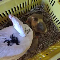 بچه غاز دورگه