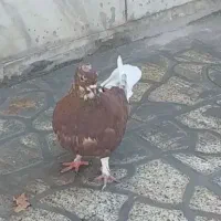 کفتر|پرنده|ماهدشت, |دیوار