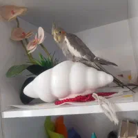 عروس هلندی|پرنده|آستانه اشرفیه, |دیوار