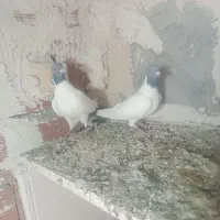 ۴عددگوباش یک عددطوقی