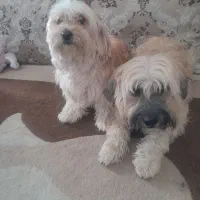 یک جفت سگ شیتزو