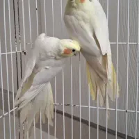 عروس هلندی