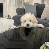 سگ پودل کراس|سگ|تهران, پاسداران|دیوار