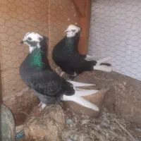 کبوتر خوشکل