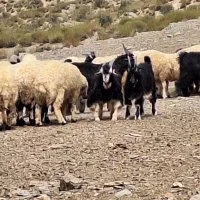 فروش میش داشتی  معاوضه با سواری یا نقدی|حیوانات مزرعه|برخوار, |دیوار