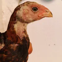 جوجه لاری دنگ بالا