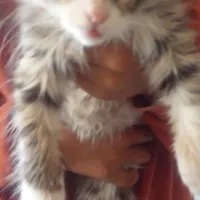 گربه نازه و خوشگل و بازیگوش