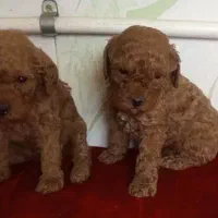 توی پودل پسر