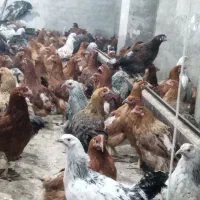 مرغ بومی جوان گلپایگان تخمگذار پای تولید