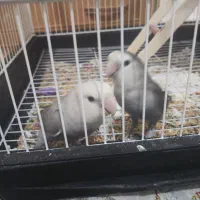 طوطی برزیلی|پرنده|نظرآباد, شهرک آزادگان|دیوار