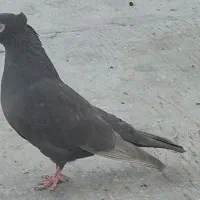 کفتر