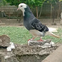 تکپر بازی دار پرشی ضمانت