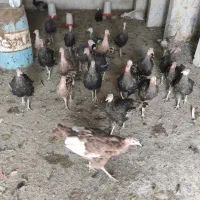 فروش بوقلمو