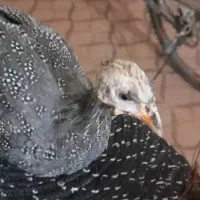 مرغ شاخدار آفریقایی