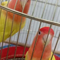 طوطی برزیلی پا کوتاه|پرنده|بندر کنگان, |دیوار