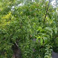فروش باغ شهری در کودیان به قیمت دلالی|فروش زمین و ملک کلنگی|شیراز, کودیان|دیوار