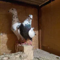 سوسکی بزک با سینه مشهدی نر وماده