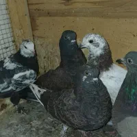 جوجه کبوتر پرشی|پرنده|ری, علایین|دیوار