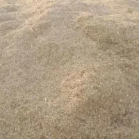 کاه گندم